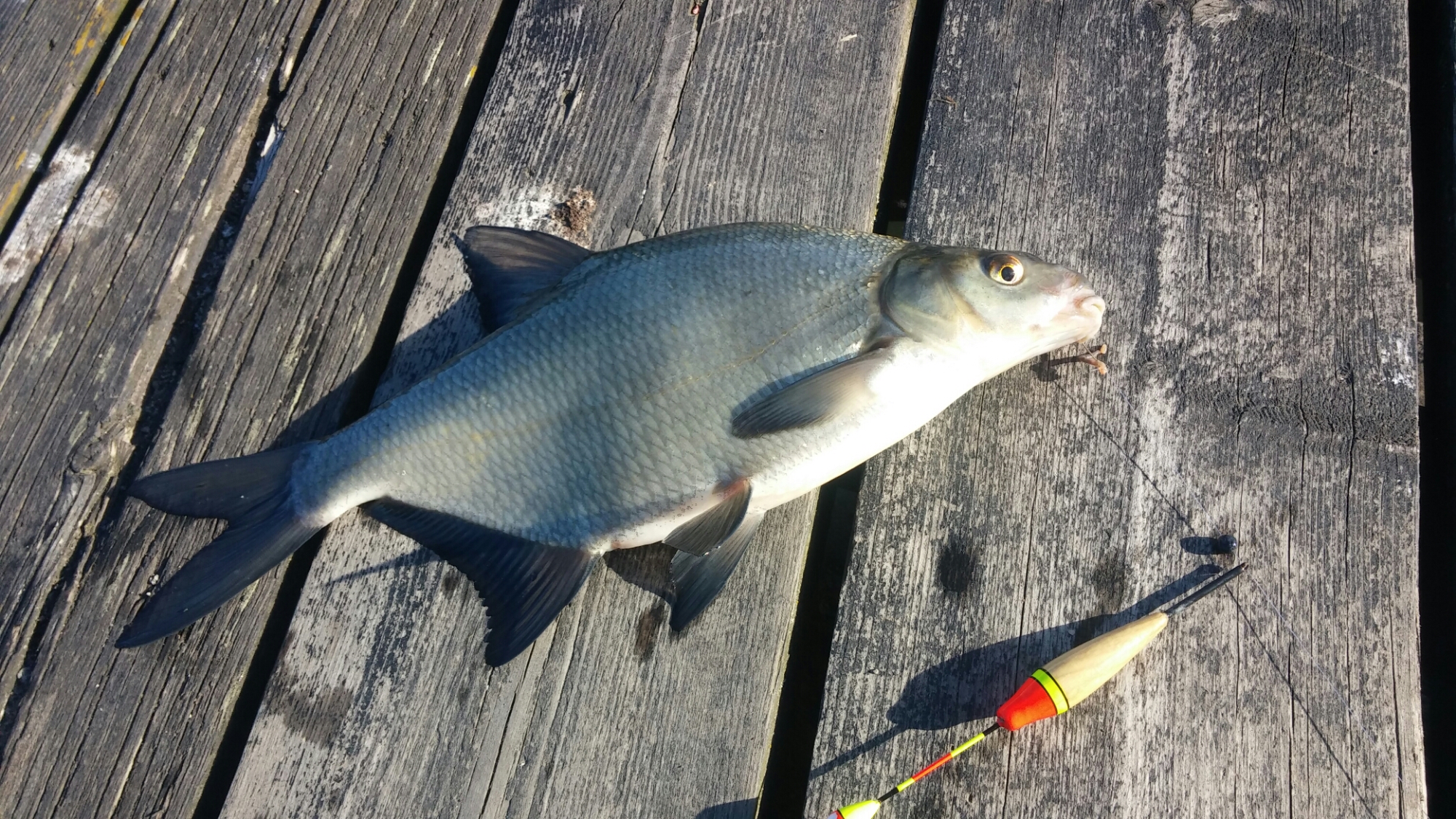 20150526_182737.jpg image